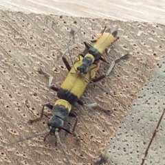 Chauliognathus sp. (genus) (Soldier beetle) at Bawley Point, NSW - 5 Dec 2019 by GLemann