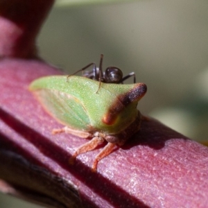 Sextius virescens at Symonston, ACT - 5 Dec 2019