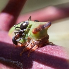 Sextius virescens at Symonston, ACT - 5 Dec 2019 02:30 PM