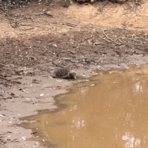 Tachyglossus aculeatus at Majura, ACT - 1 Dec 2019