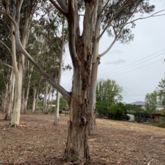 Eucalyptus globulus subsp. bicostata (Southern Blue Gum, Eurabbie) at Garran, ACT - 1 Dec 2019 by ebristow