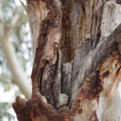 Eucalyptus globulus subsp. bicostata at Garran, ACT - 1 Dec 2019 04:15 PM