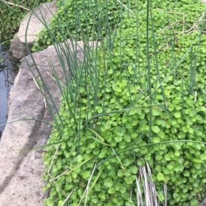 Hydrocotyle sibthorpioides at Latham, ACT - 16 Oct 2019