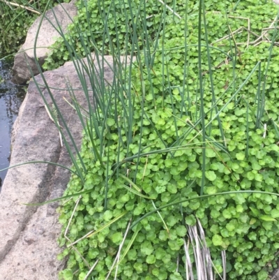 Hydrocotyle sibthorpioides (A Pennywort) at Umbagong District Park - 16 Oct 2019 by JaneR