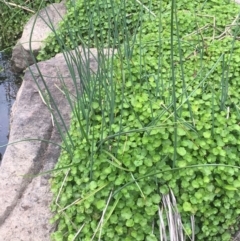 Hydrocotyle sibthorpioides (A Pennywort) at Umbagong District Park - 16 Oct 2019 by JaneR