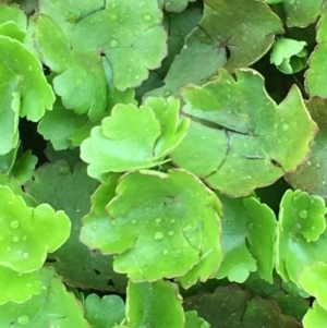 Hydrocotyle sibthorpioides at Latham, ACT - 16 Oct 2019