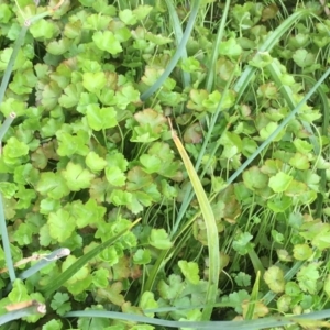 Hydrocotyle sibthorpioides at Latham, ACT - 16 Oct 2019