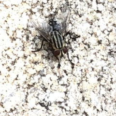 Sarcophagidae (family) (Unidentified flesh fly) at Aranda, ACT - 8 Dec 2019 by Jubeyjubes