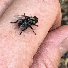 Sarcophagidae sp. (family) at Aranda, ACT - 8 Dec 2019