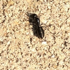 Camponotus sp. (genus) (A sugar ant) at Aranda, ACT - 8 Dec 2019 by Jubeyjubes