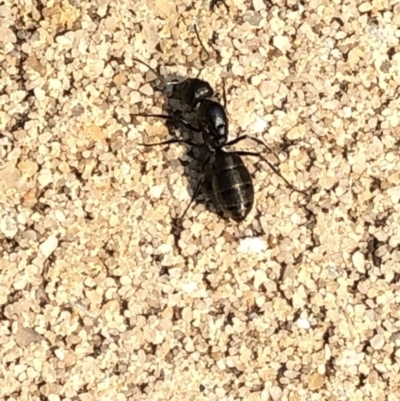 Camponotus sp. (genus) (A sugar ant) at Aranda, ACT - 8 Dec 2019 by Jubeyjubes