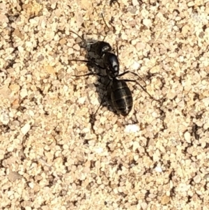 Camponotus sp. (genus) at Aranda, ACT - 8 Dec 2019