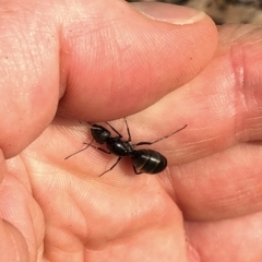 Camponotus sp. (genus) at Aranda, ACT - 8 Dec 2019 03:46 PM