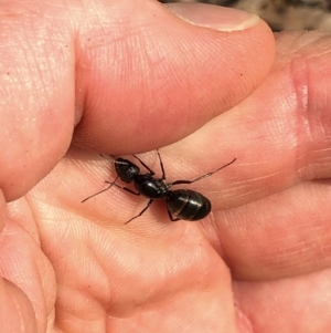 Camponotus sp. (genus) at Aranda, ACT - 8 Dec 2019 03:46 PM