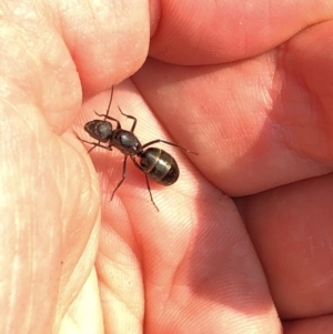 Camponotus sp. (genus) at Aranda, ACT - 8 Dec 2019 03:46 PM