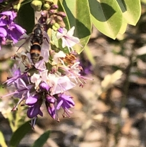 Eumeninae (subfamily) at Aranda, ACT - 8 Dec 2019 03:01 PM