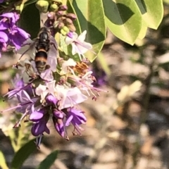 Eumeninae (subfamily) (Unidentified Potter wasp) at Aranda, ACT - 8 Dec 2019 by Jubeyjubes