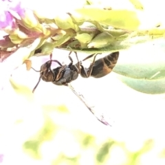 Eumeninae (subfamily) at Aranda, ACT - 8 Dec 2019 03:01 PM