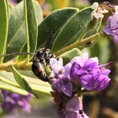 Eumeninae (subfamily) at Aranda, ACT - 8 Dec 2019 03:01 PM