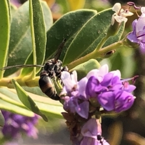 Eumeninae (subfamily) at Aranda, ACT - 8 Dec 2019