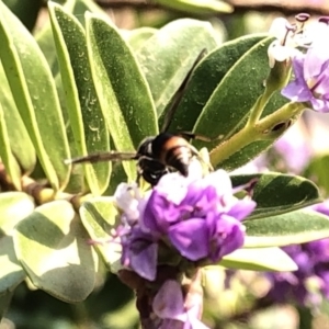 Eumeninae (subfamily) at Aranda, ACT - 8 Dec 2019 03:01 PM