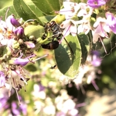 Eumeninae (subfamily) at Aranda, ACT - 8 Dec 2019