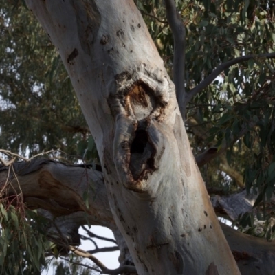 Eucalyptus blakelyi (Blakely's Red Gum) at Red Hill to Yarralumla Creek - 8 Dec 2019 by ebristow