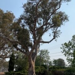 Eucalyptus blakelyi at Hughes, ACT - 8 Dec 2019