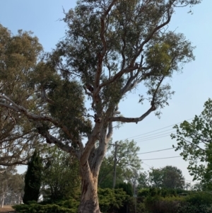 Eucalyptus blakelyi at Hughes, ACT - 8 Dec 2019 03:53 PM