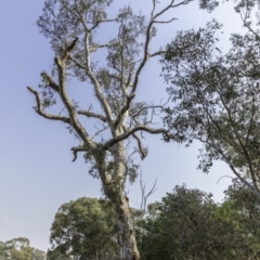 Eucalyptus blakelyi (Blakely's Red Gum) at Federal Golf Course - 7 Dec 2019 by BIrdsinCanberra