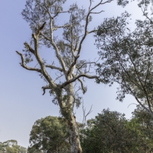 Eucalyptus blakelyi at Federal Golf Course - 8 Dec 2019