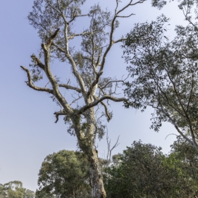 Eucalyptus blakelyi (Blakely's Red Gum) at Garran, ACT - 8 Dec 2019 by BIrdsinCanberra