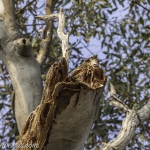 Eucalyptus blakelyi at Federal Golf Course - 8 Dec 2019