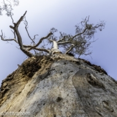 Eucalyptus blakelyi at Garran, ACT - 8 Dec 2019