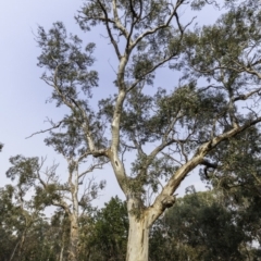 Eucalyptus blakelyi (Blakely's Red Gum) at Garran, ACT - 8 Dec 2019 by BIrdsinCanberra