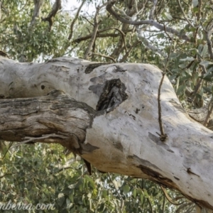 Eucalyptus blakelyi at Garran, ACT - 8 Dec 2019