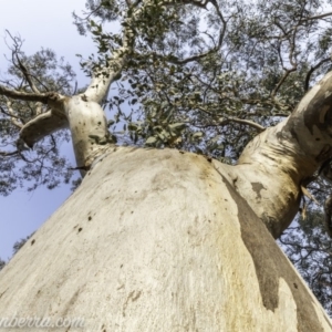 Eucalyptus blakelyi at Garran, ACT - 8 Dec 2019