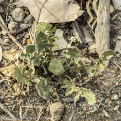 Hirschfeldia incana (Buchan Weed) at Garran, ACT - 8 Dec 2019 by BIrdsinCanberra