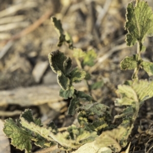 Hirschfeldia incana at Garran, ACT - 8 Dec 2019