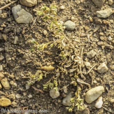 Paronychia brasiliana (Brazilian Whitlow) at Garran, ACT - 8 Dec 2019 by BIrdsinCanberra