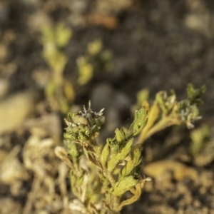 Paronychia brasiliana at Garran, ACT - 8 Dec 2019 08:44 AM