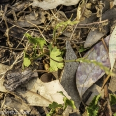 Lolium sp. (Ryegrass) at Federal Golf Course - 7 Dec 2019 by BIrdsinCanberra