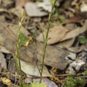 Lolium sp. at Garran, ACT - 8 Dec 2019