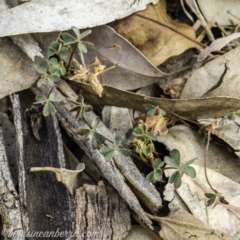 Oxalis sp. (Wood Sorrel) at Garran, ACT - 8 Dec 2019 by BIrdsinCanberra