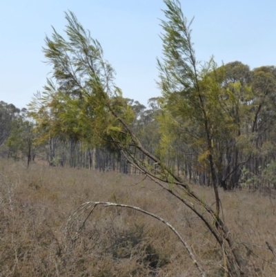 Exocarpos cupressiformis (Cherry Ballart) at Yass River, NSW - 8 Dec 2019 by SenexRugosus