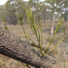 Exocarpos cupressiformis at Yass River, NSW - 8 Dec 2019