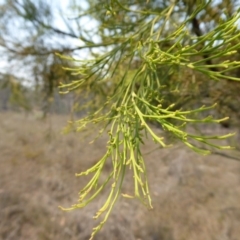 Exocarpos cupressiformis at Yass River, NSW - 8 Dec 2019 01:04 PM