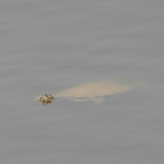 Chelodina longicollis (Eastern Long-necked Turtle) at Rugosa - 8 Dec 2019 by SenexRugosus