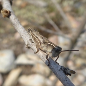 Phaulacridium vittatum at Yass River, NSW - 8 Dec 2019