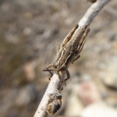 Phaulacridium vittatum at Yass River, NSW - 8 Dec 2019